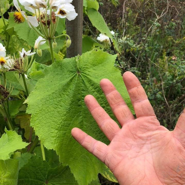 Sparmannia africana 1