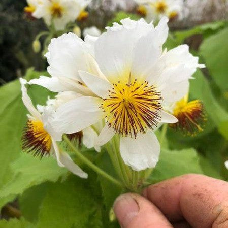 Sparmannia africana 2