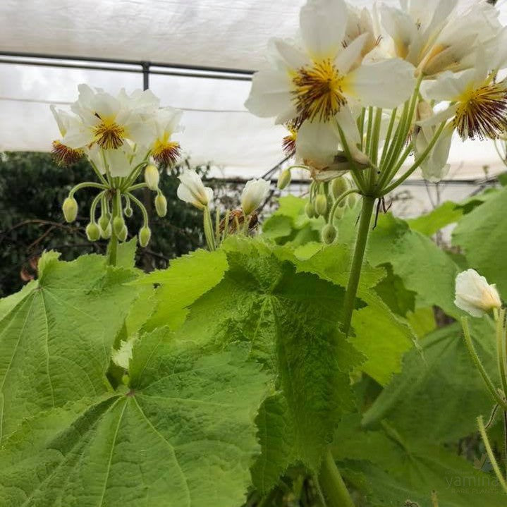 Sparmannia africana 3