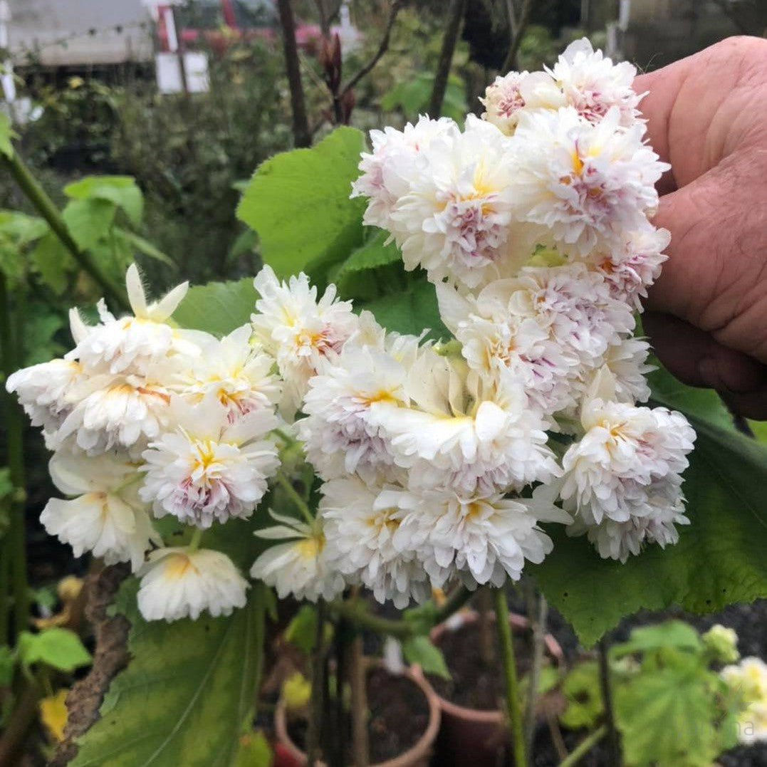Sparmannia africana Flore Pleno 1