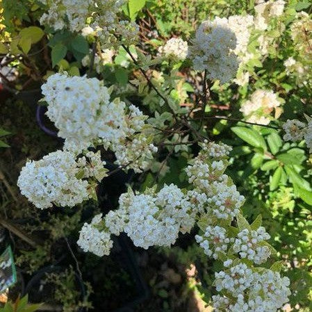 Spiraea japonica Pink Ice 1