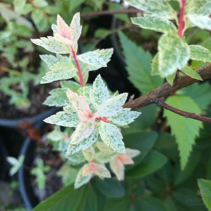 Spiraea japonica Pink Ice 2