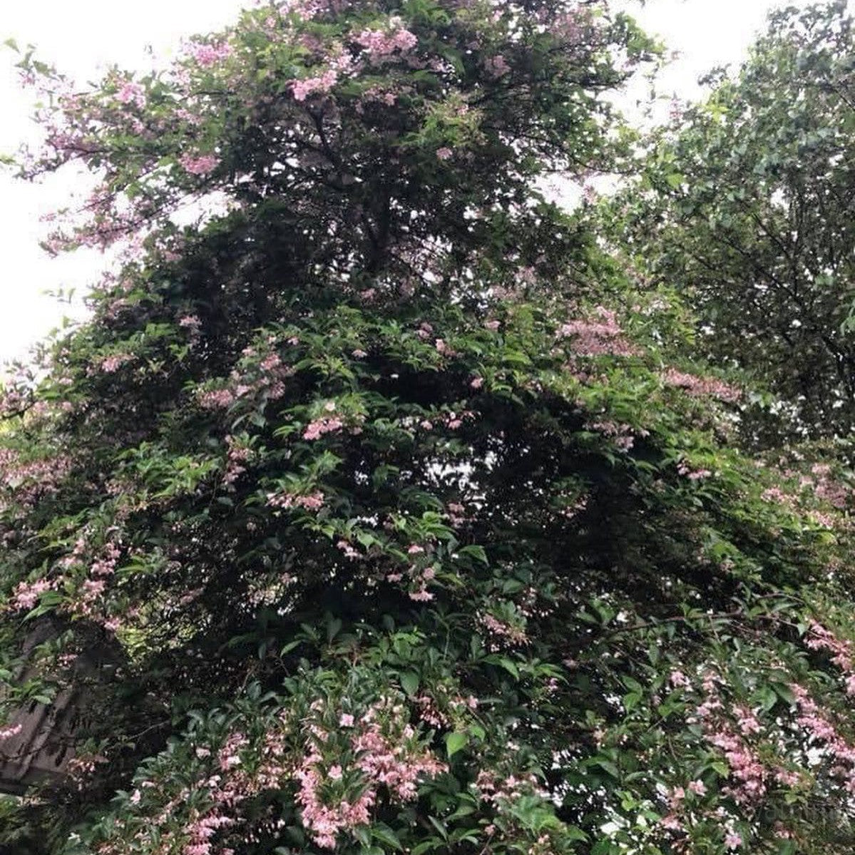 Styrax japonica pink Chimes 3