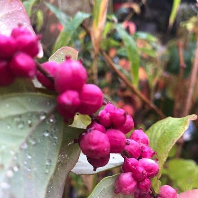 Symphoricarpos Pink 1