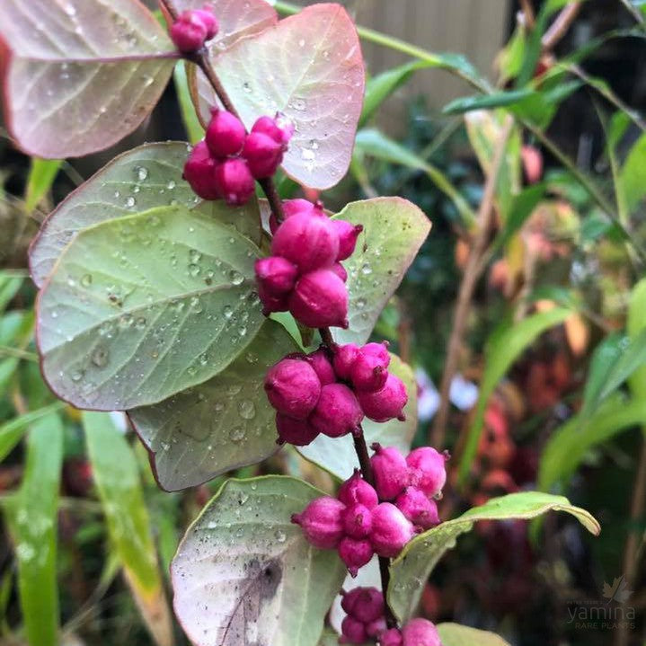 Symphoricarpos Pink 2