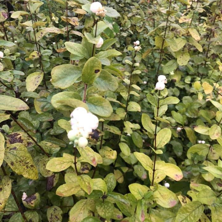 Symphoricarpos albus var laevigatus (rivularis)