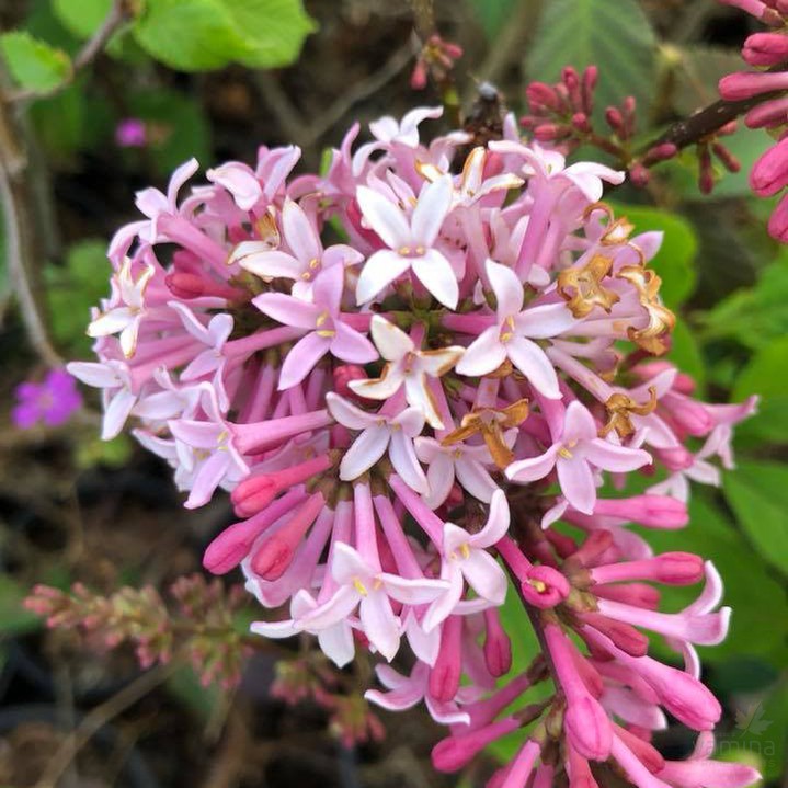 Syringa Miss Canada 1