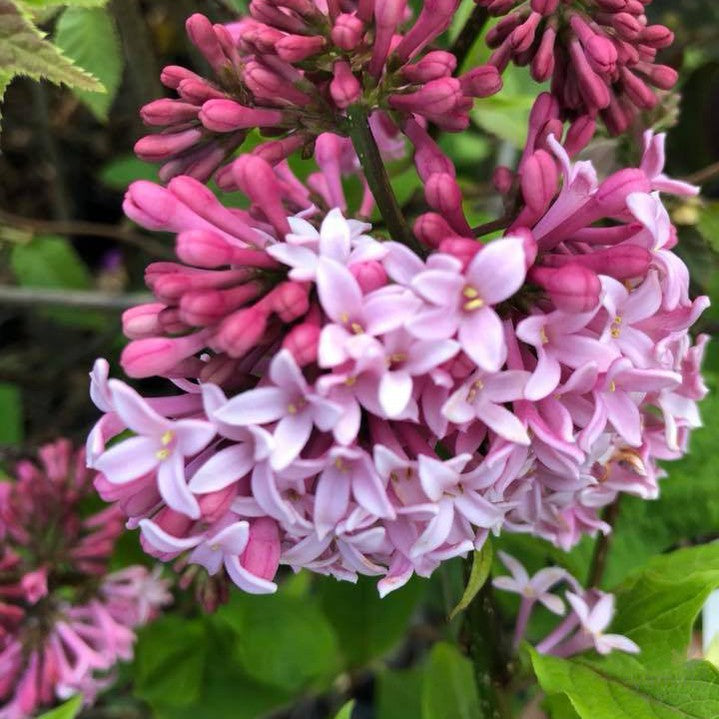 Syringa Miss Canada 2