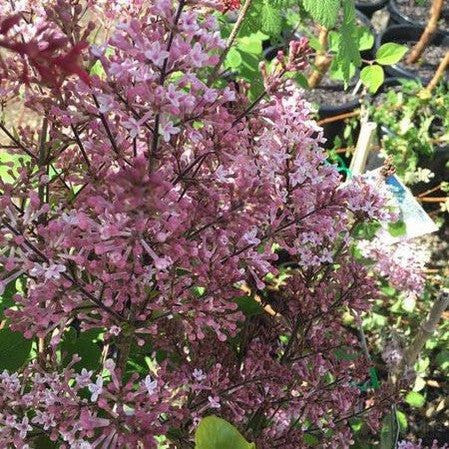 Syringa Sleeping Beauty 1