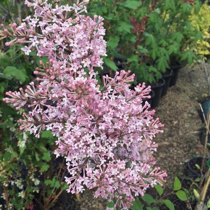 Syringa Sleeping Beauty 2