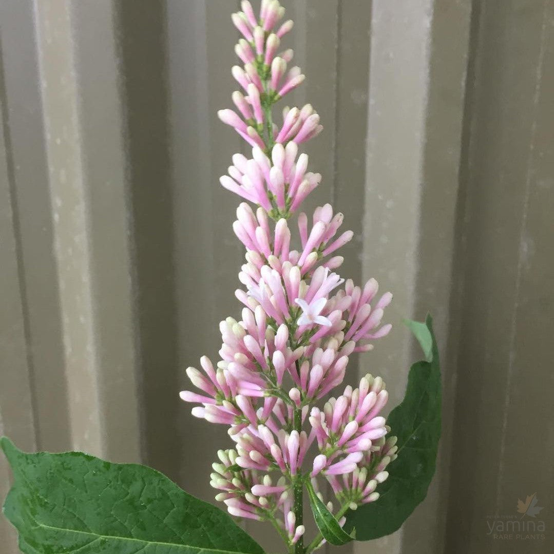 Syringa komarowii subsp reflexa