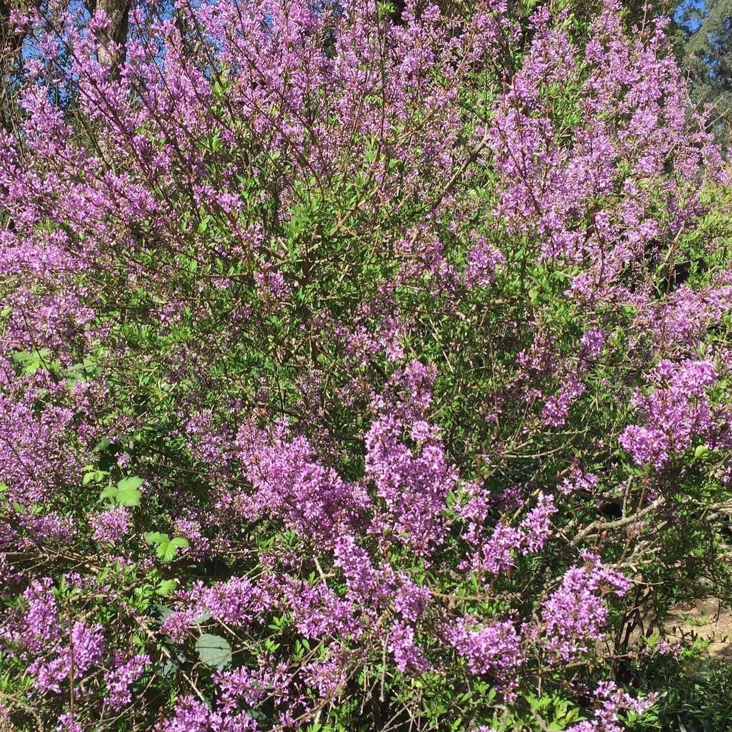 Syringa laciniata (afghanica) 3