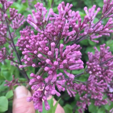 Syringa meyeri Palibin 3