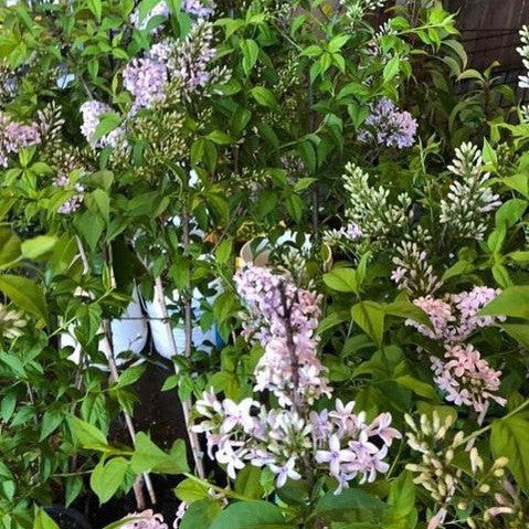 Syringa persica 1