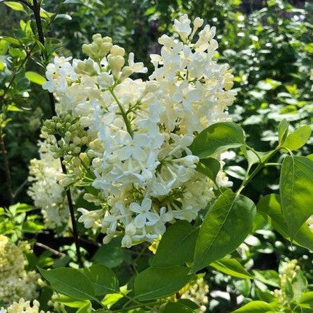 Syringa vulgaris Primrose 3