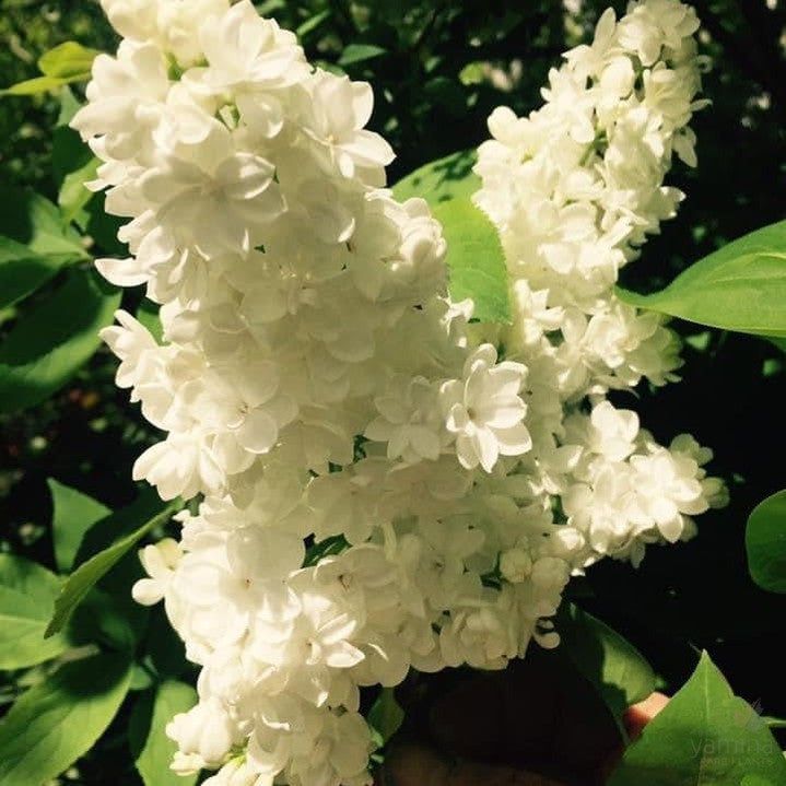 Syringa x hyacinthiflora Cora Brandt-3