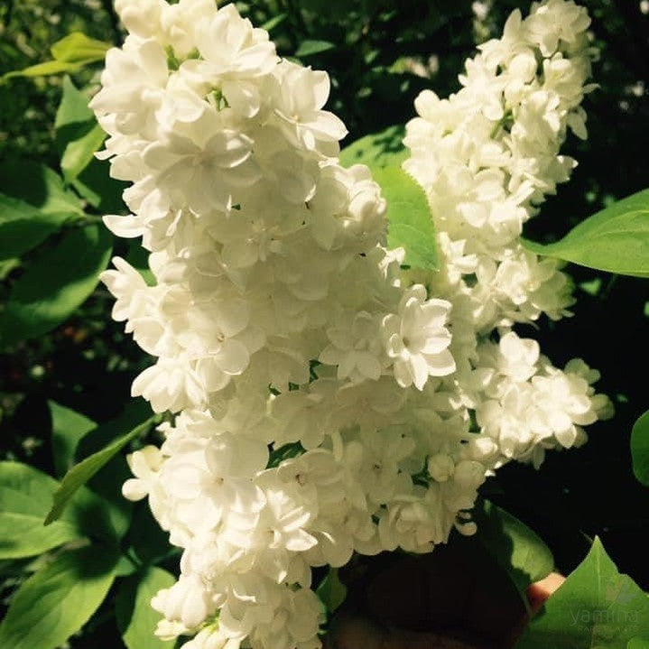 Syringa x hyacinthiflora Cora Brandt-4