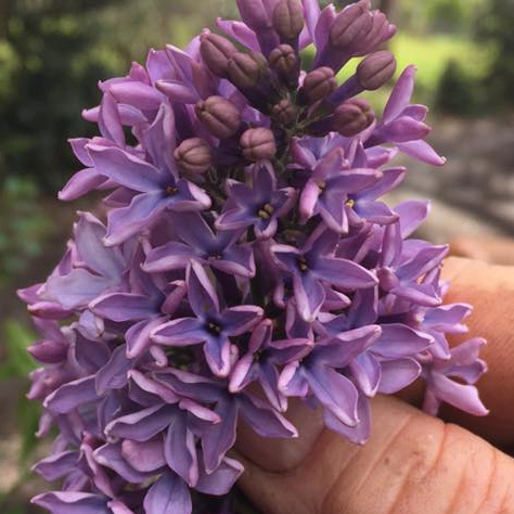 Syringa hyacinthiflora Blue Hyacinth
