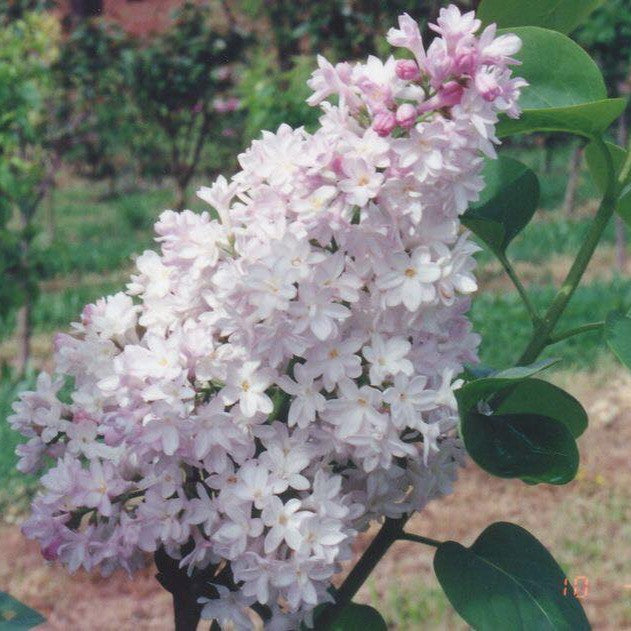 Syringa vulgaris Sweetheart-Yamina Rare Plants