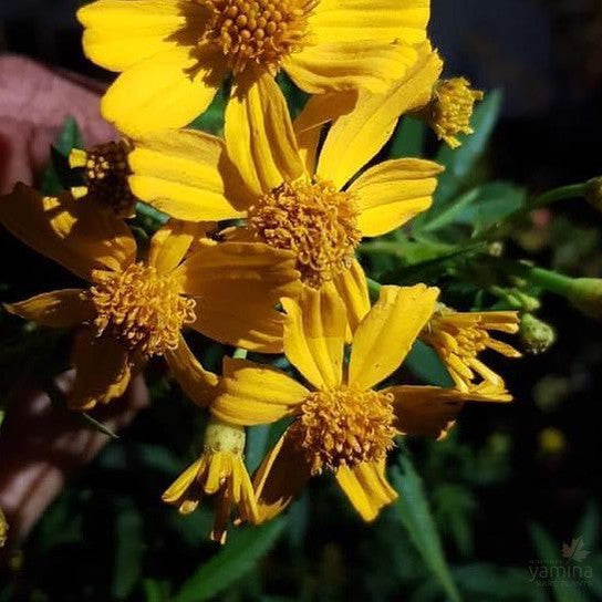 Tagetes lemmonii 1