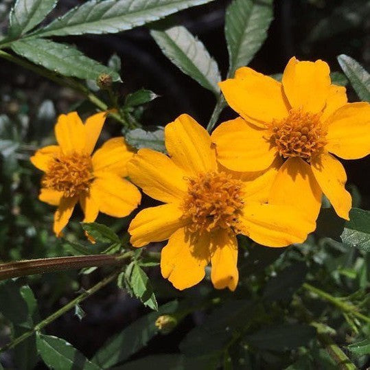 Tagetes lemmonii 2
