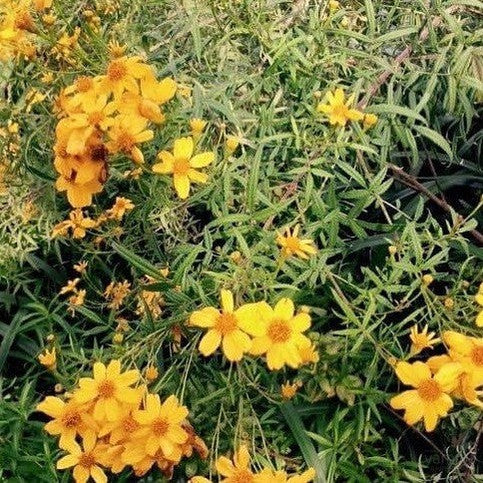 Tagetes lemmonii 3