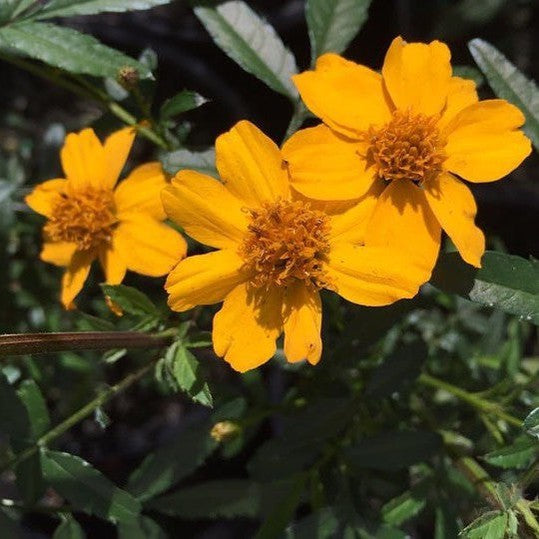 Tagetes lemmonii 4