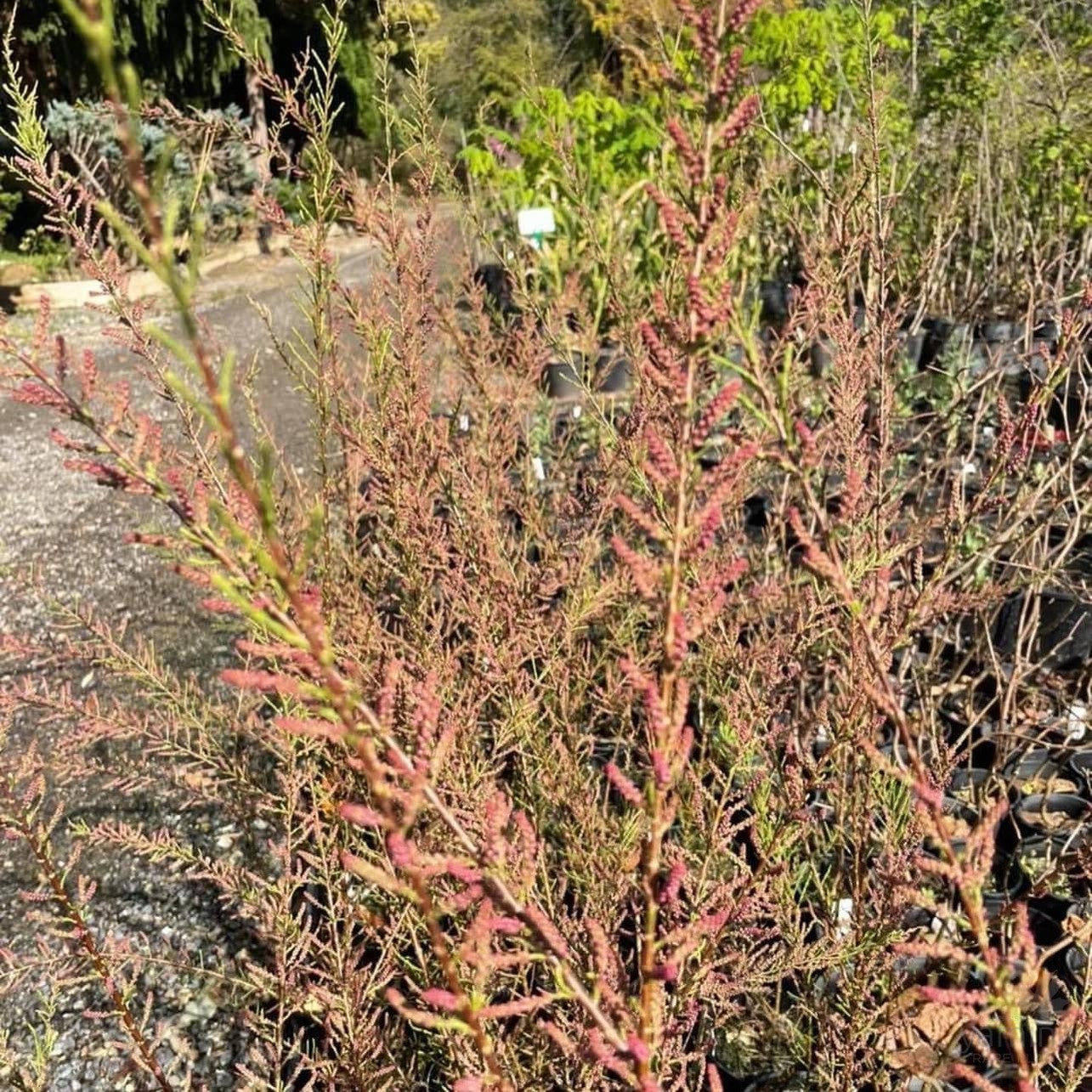 Tamarix parviflora