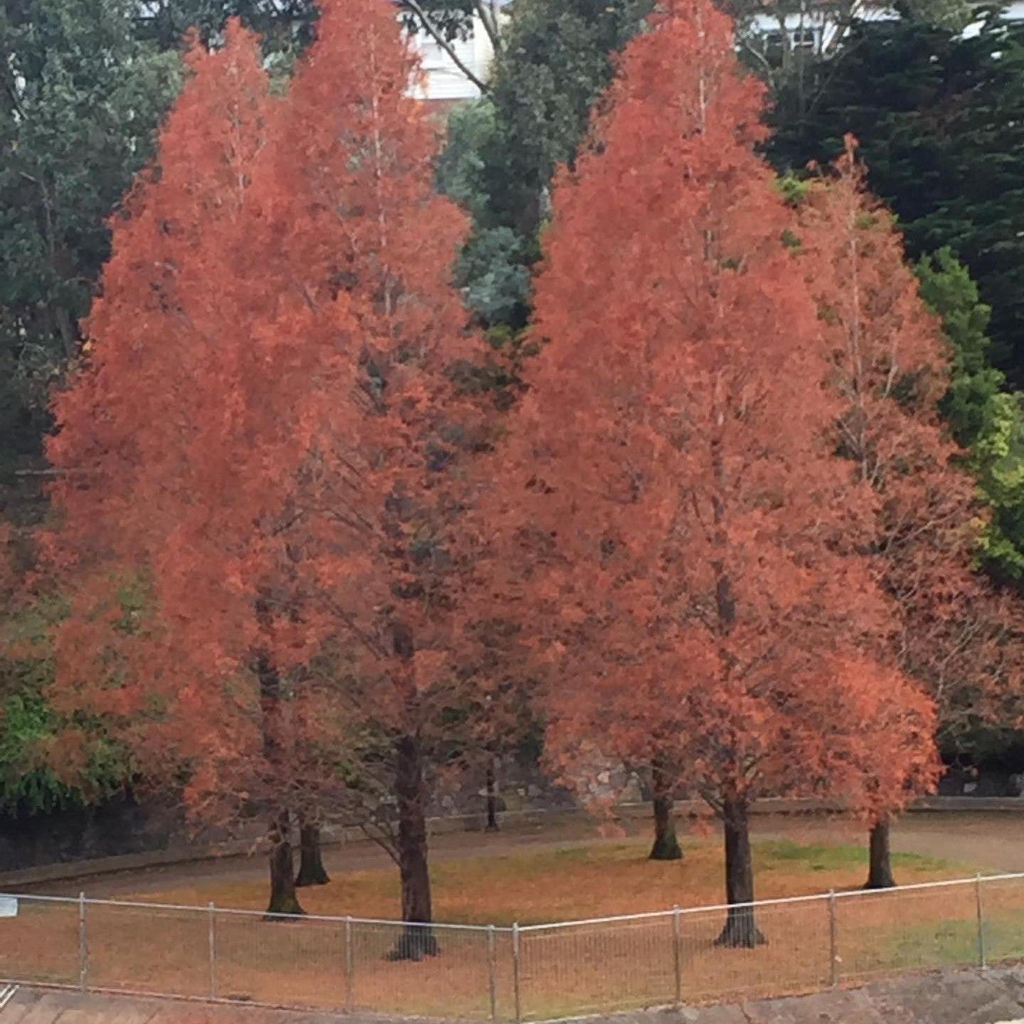 Taxodium distichum 1