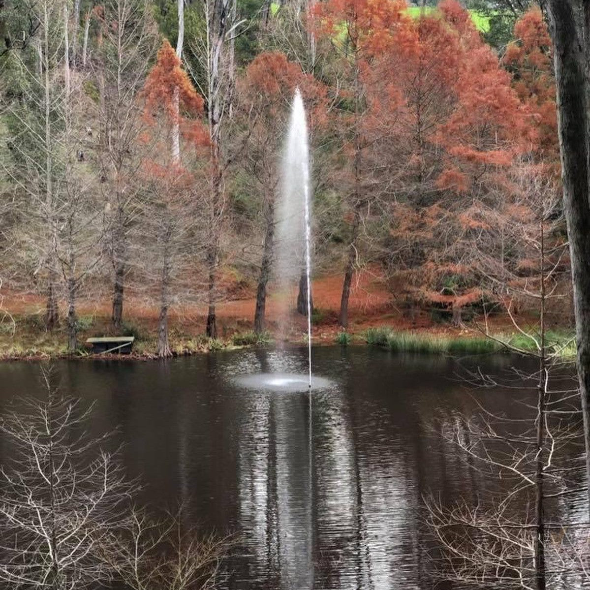 Taxodium distichum 2