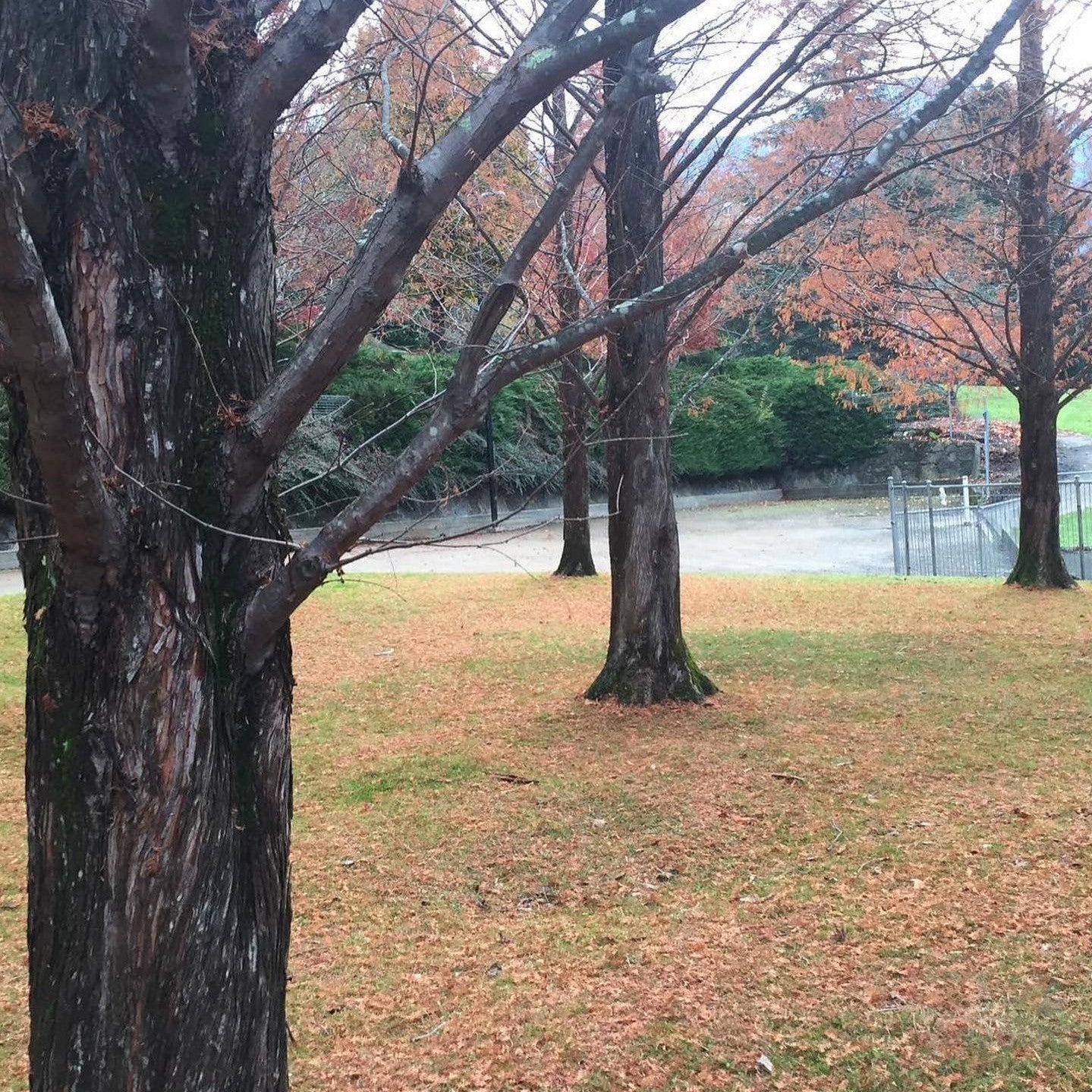 Taxodium distichum 3