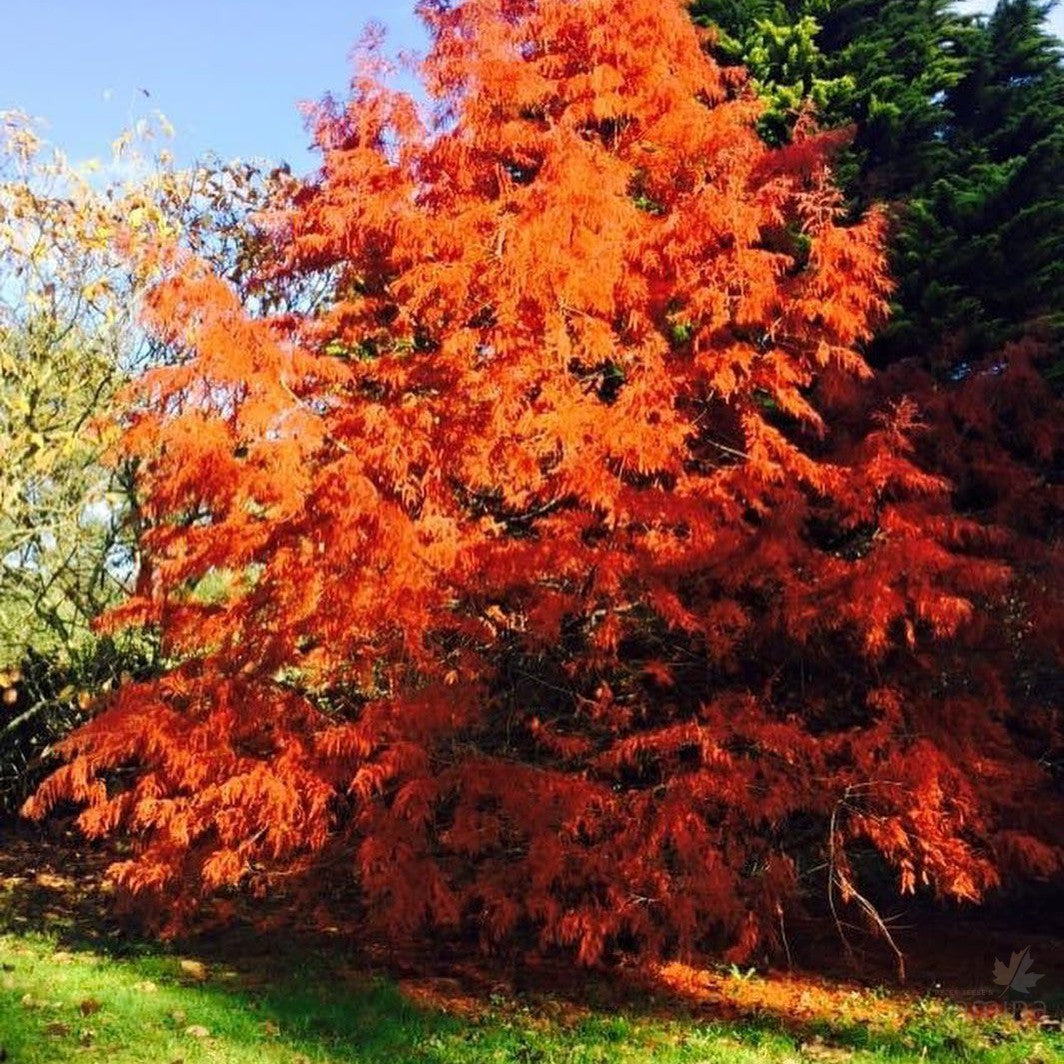 Taxodium distichum 5