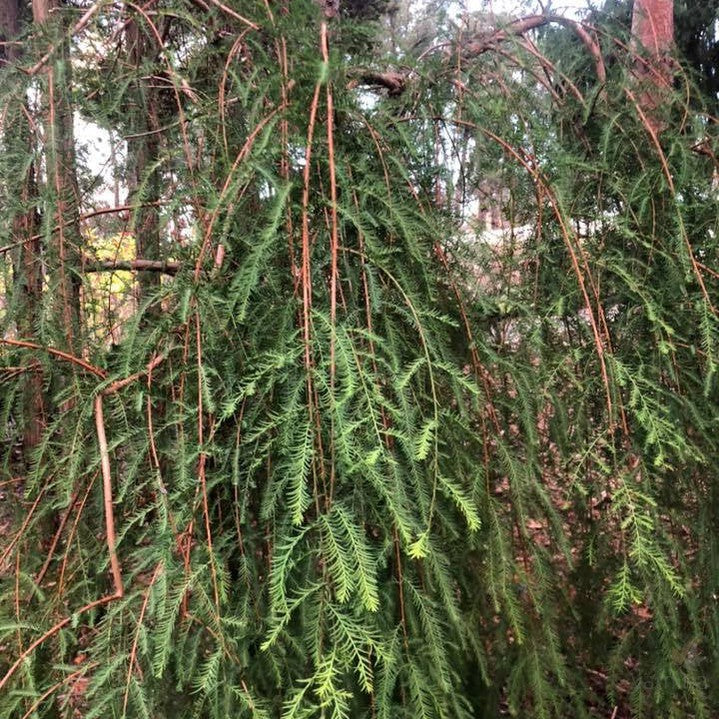 Taxodium mucronatum Pendulum 1