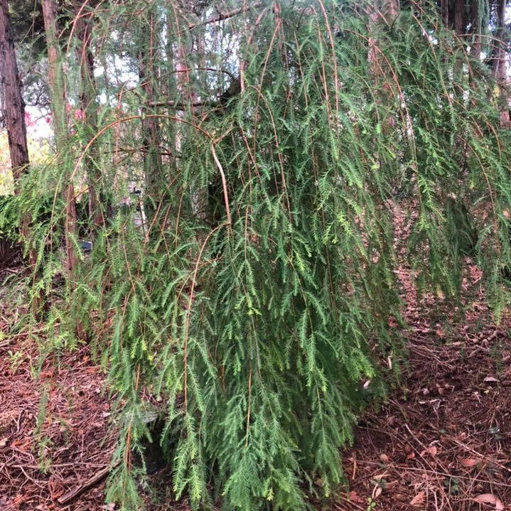 Taxodium mucronatum Pendulum 3
