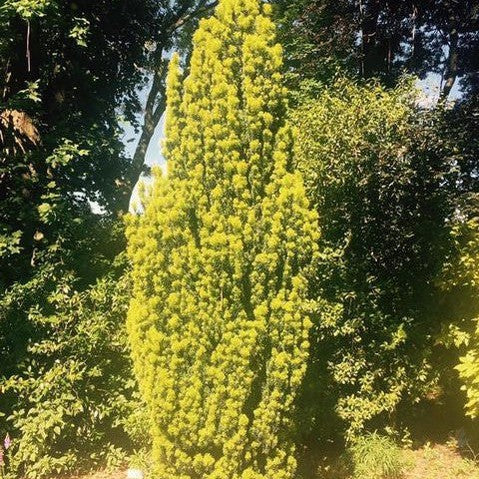 Taxus baccata Aurea (Yew) 1