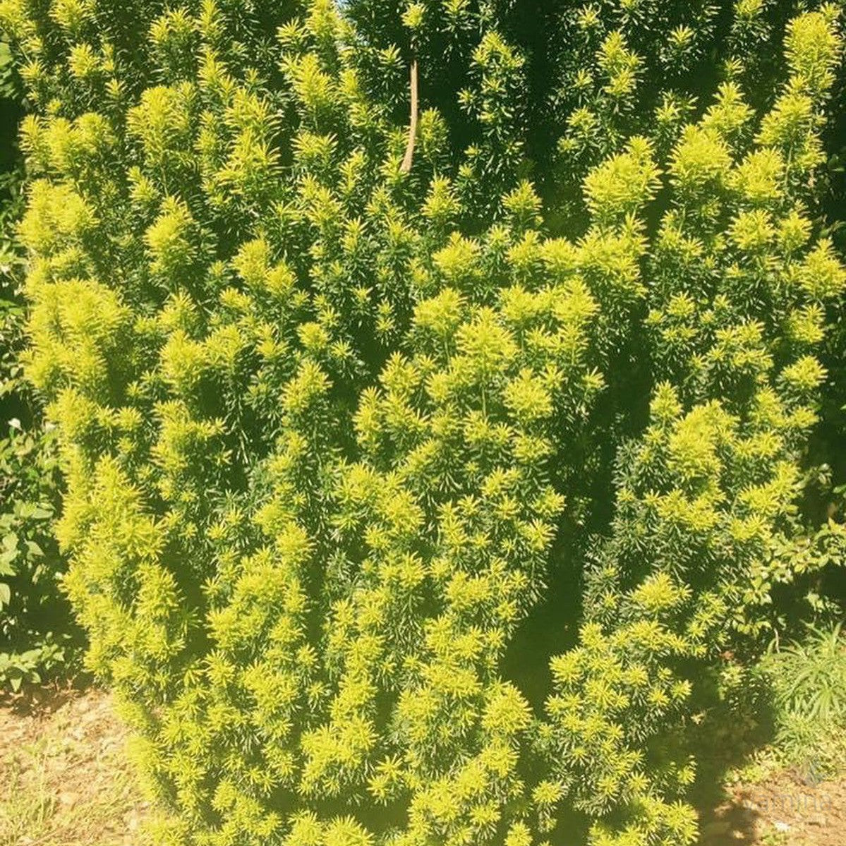 Taxus baccata Aurea (Yew) 2