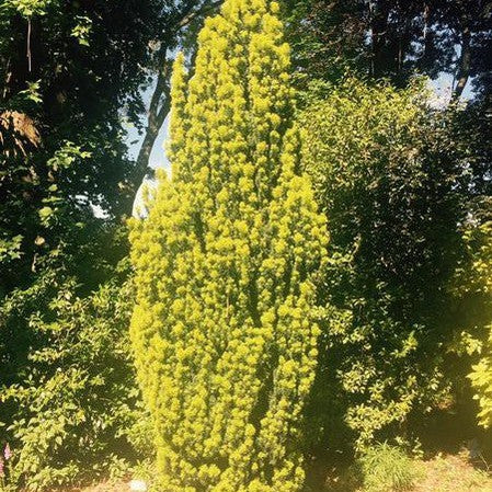 Taxus baccata Aurea (Yew) 3