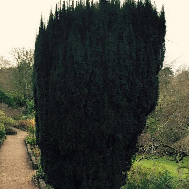 Taxus baccata (Yew) 1