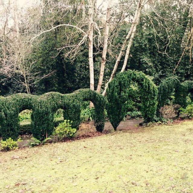 Taxus baccata (Yew) 3