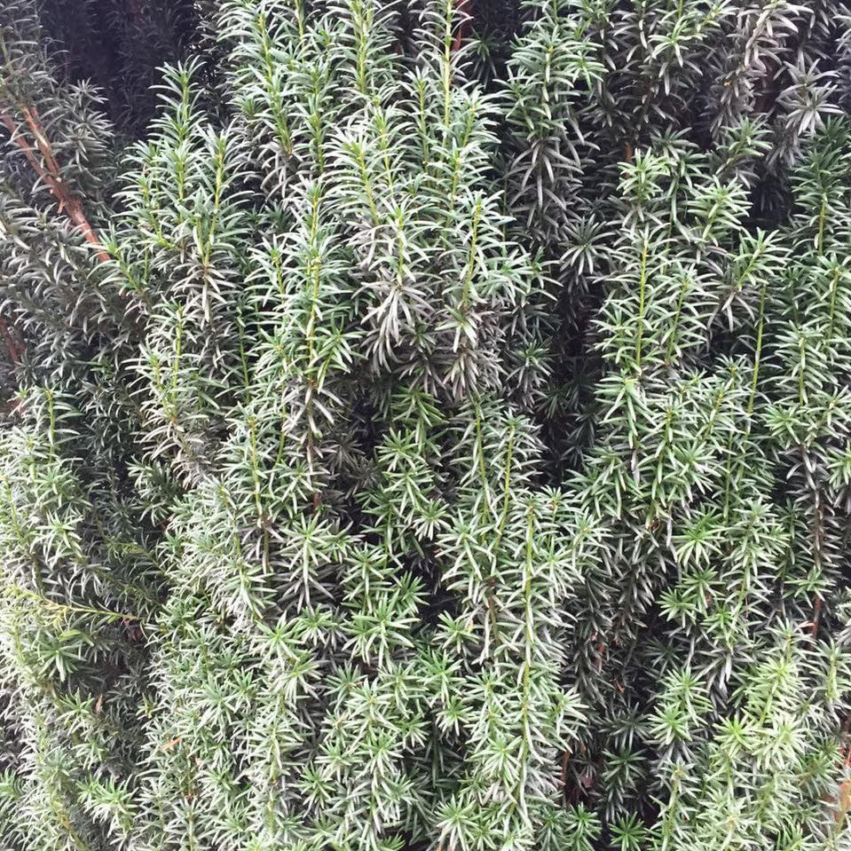 Taxus baccata (Yew) 4