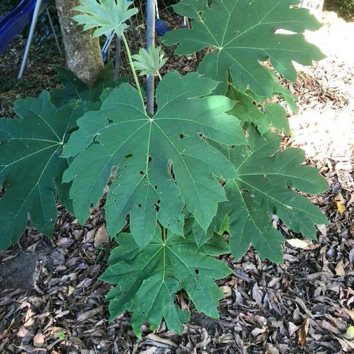 Tetrapanax papyrifera 3