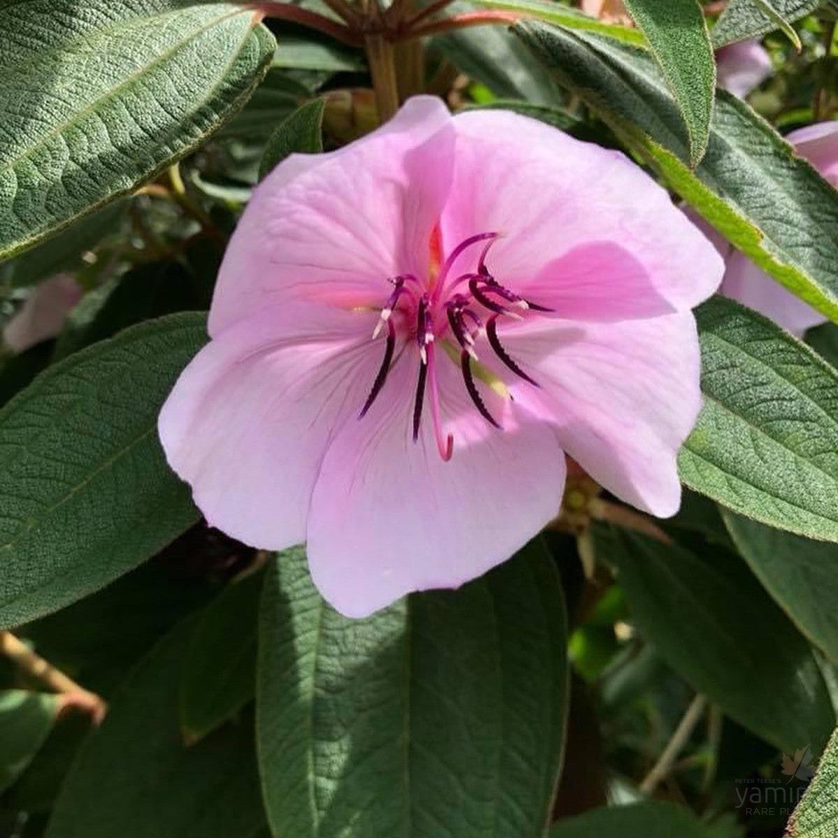 Tibouchina Jess's Blush 1