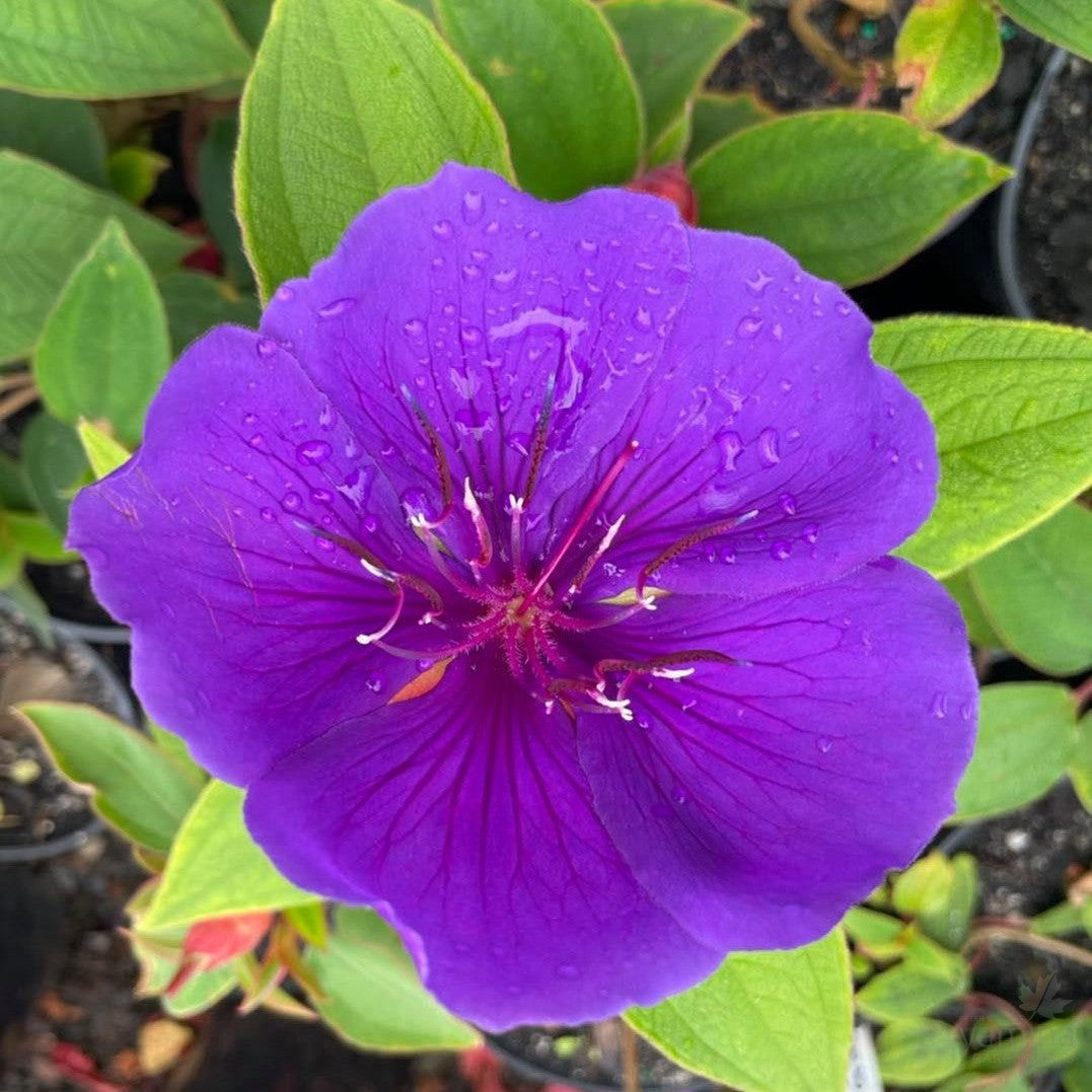 Tibouchina grandiflora 1
