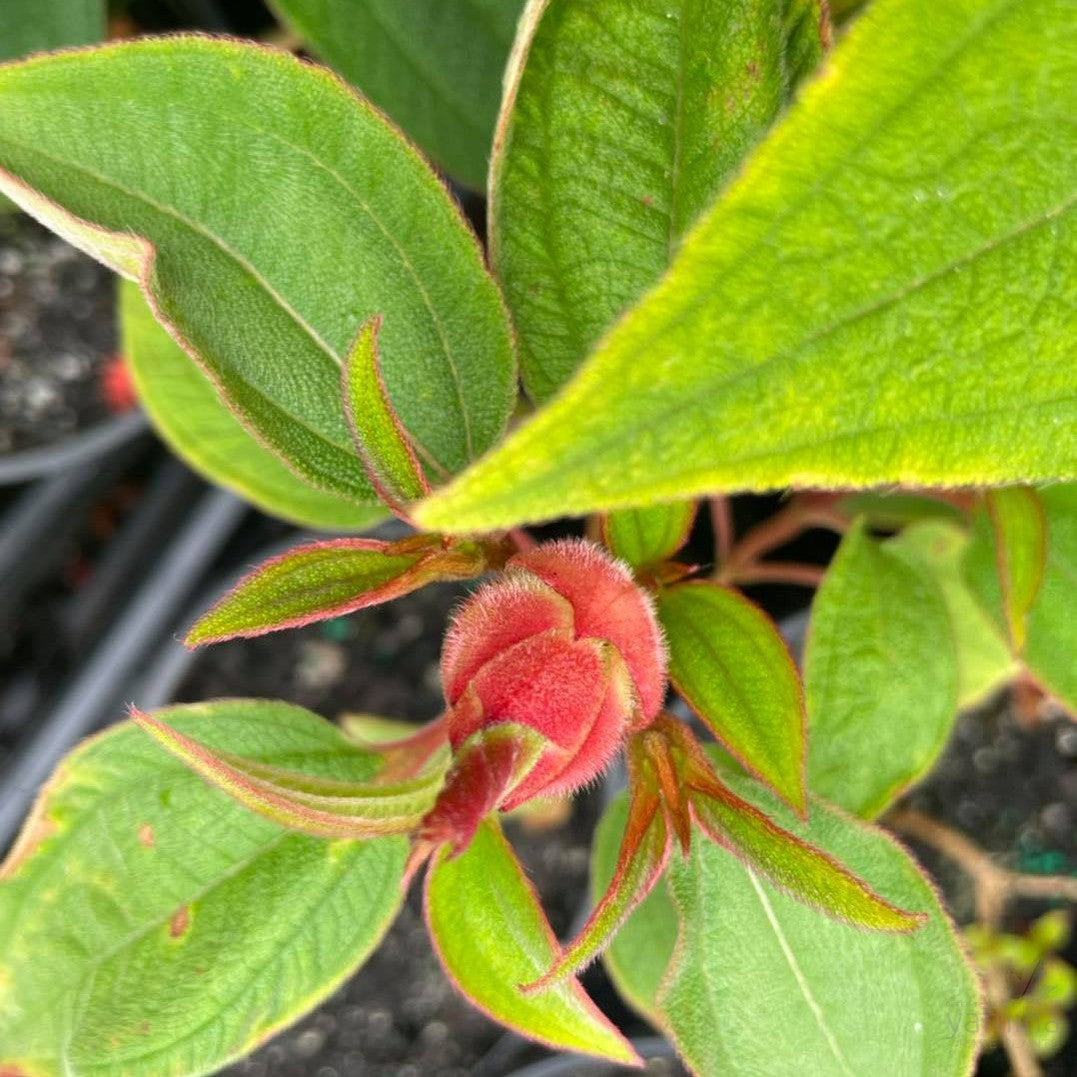 Tibouchina grandiflora 2