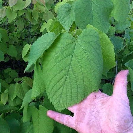 Tilia americana 3