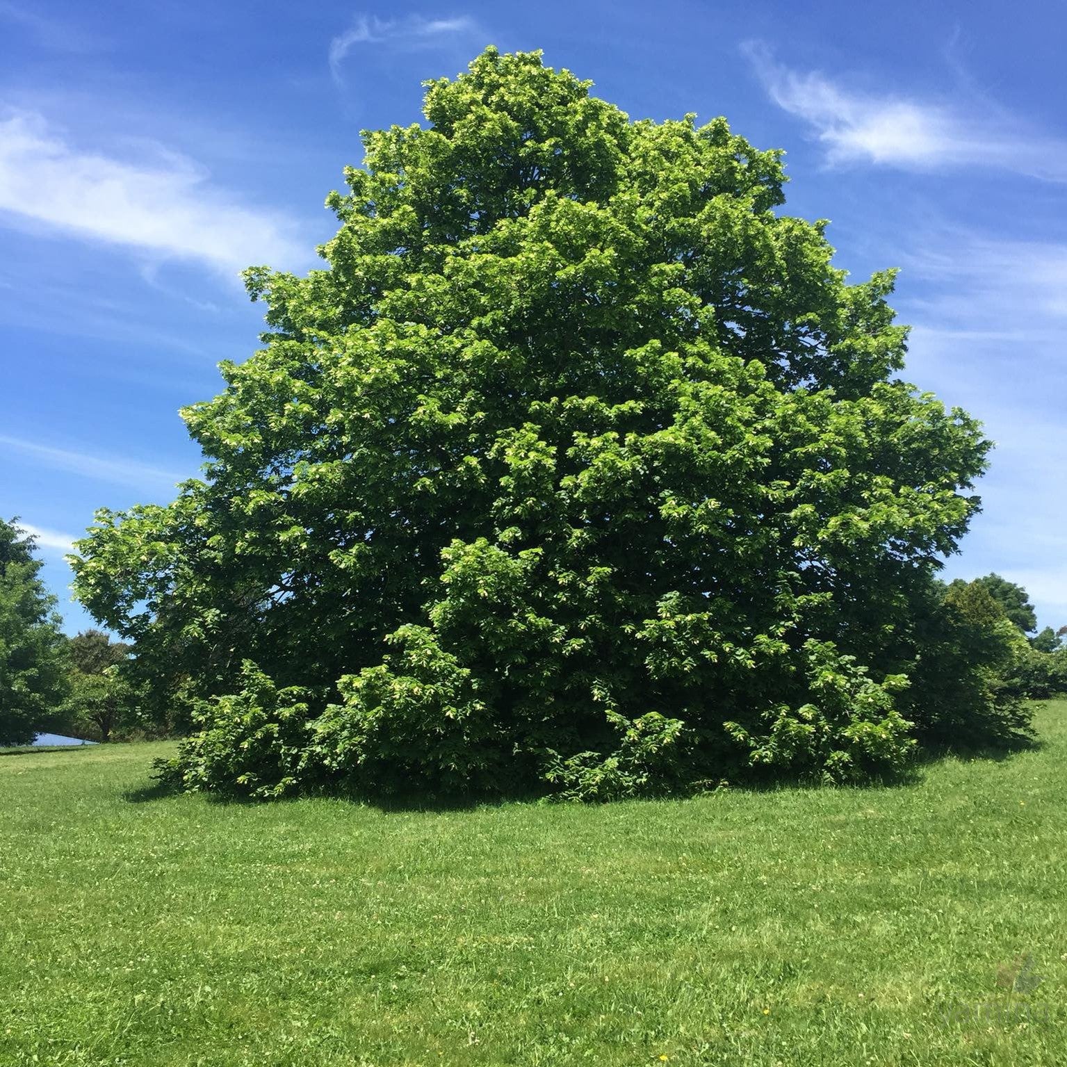 Tilia cordata 1