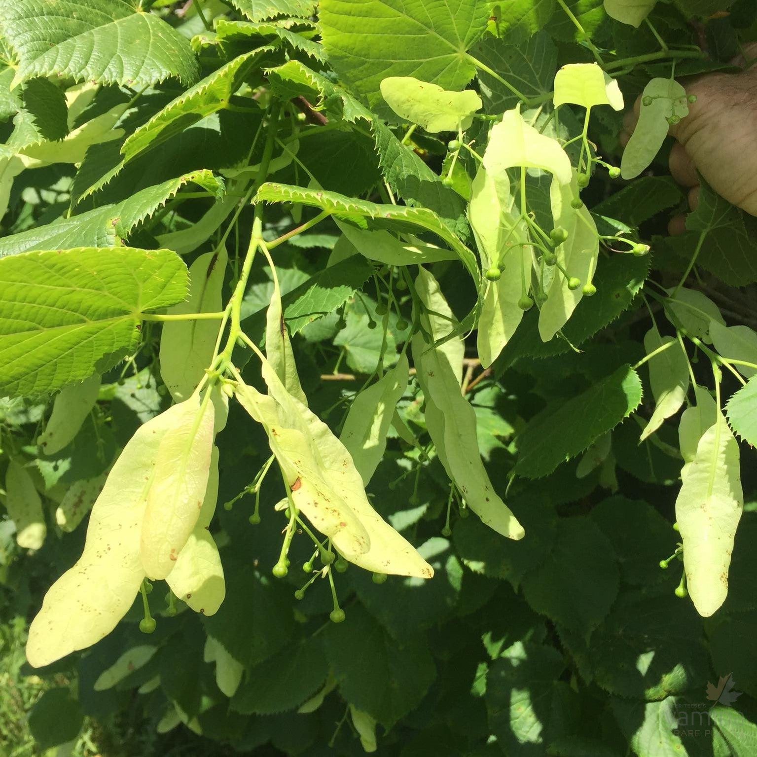 Tilia cordata 2