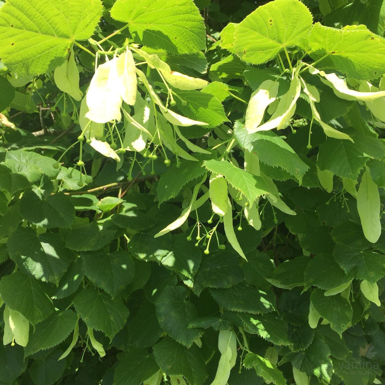 Tilia cordata 3