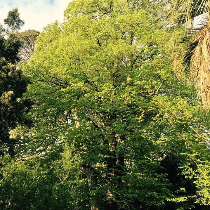 Tilia cordata 5