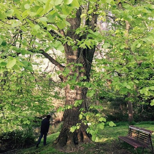 Tilia cordata 6